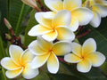 Rooted Plumeria Plant - Celadine Variety - Tropical Flowering Shrub - Plumeria rubra in 4-inch Pot