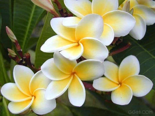 Rooted Plumeria Plant - Celadine Variety - Tropical Flowering Shrub - Plumeria rubra in 4-inch Pot