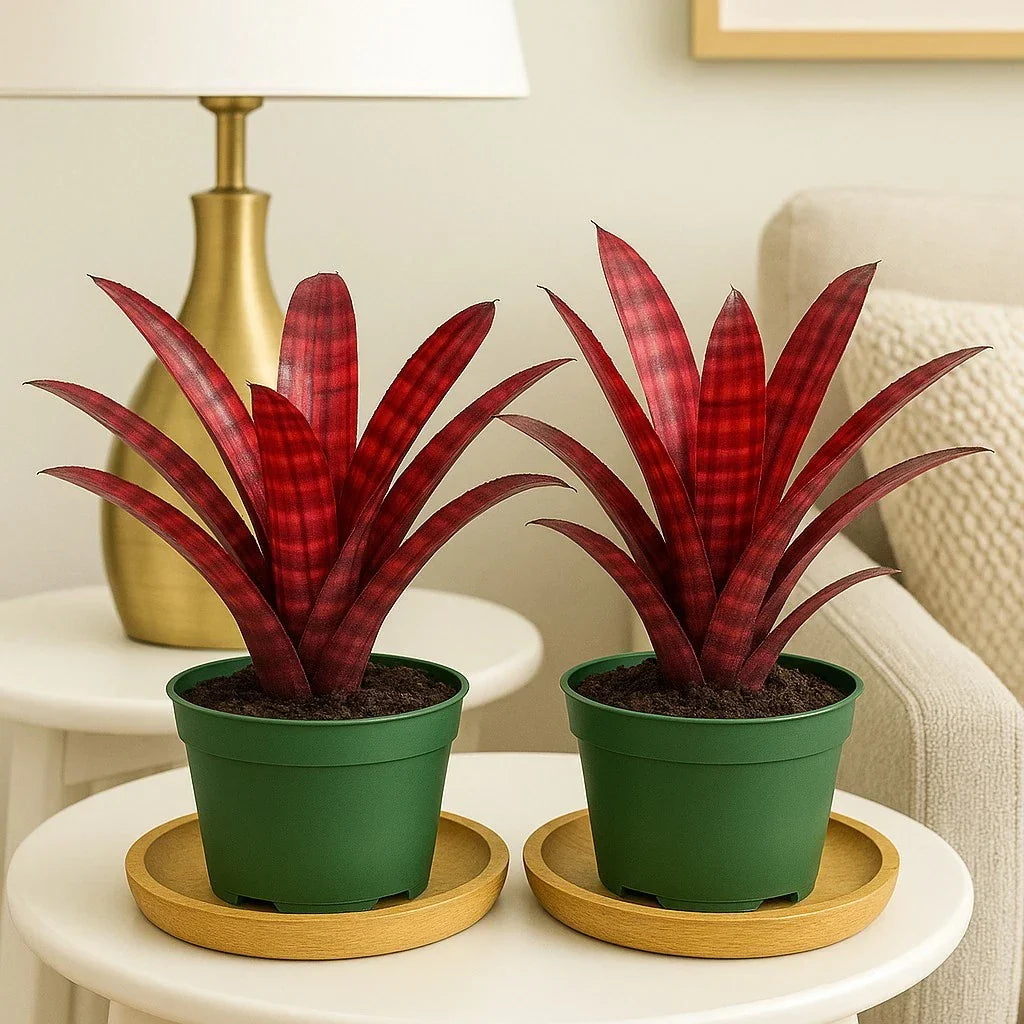Hamber Eyes Bromeliad 2 Pack - Rare Tropical Indoor Plants in 4" Pots
