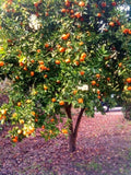 Organic Dwarf Mandarin Orange Tree Seeds - Citrus reticulata, Edible Fruit Plant for Home Gardening, Compact Citrus Seed Pack
