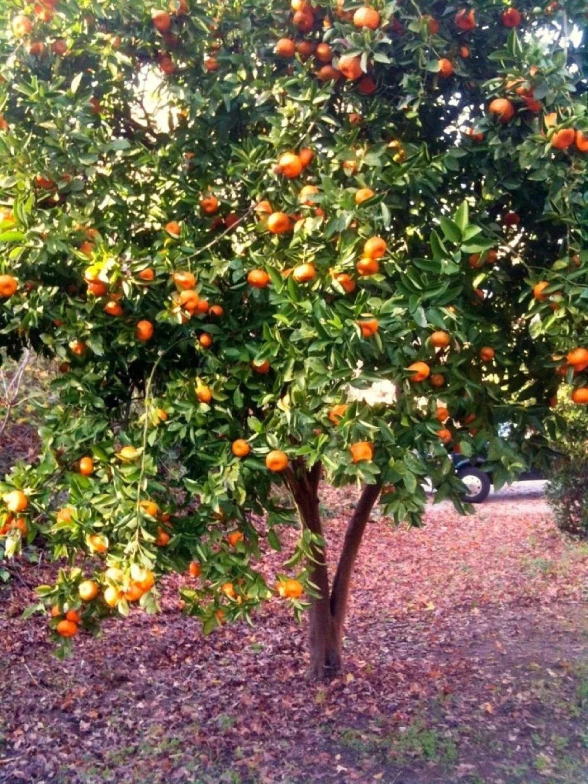 Organic Dwarf Mandarin Orange Tree Seeds - Citrus reticulata, Edible Fruit Plant for Home Gardening, Compact Citrus Seed Pack