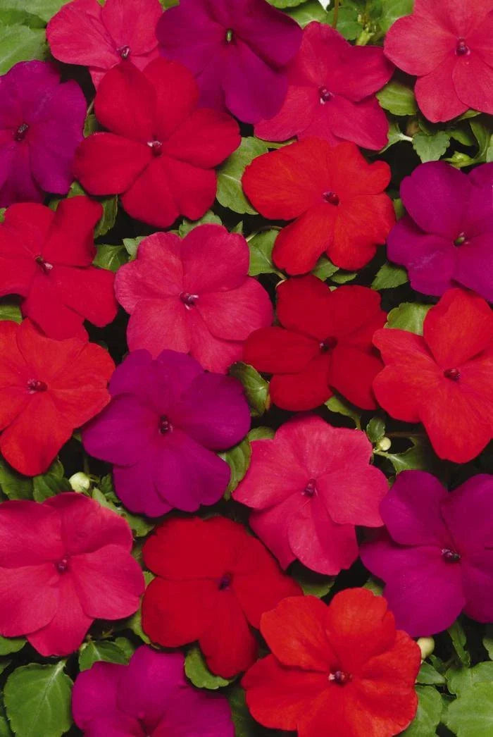 Busy Lizzy Impatiens Seeds 100 Count Super Elfin XP Hot Mix Colorful Garden Flower Seeds Impatiens walleriana