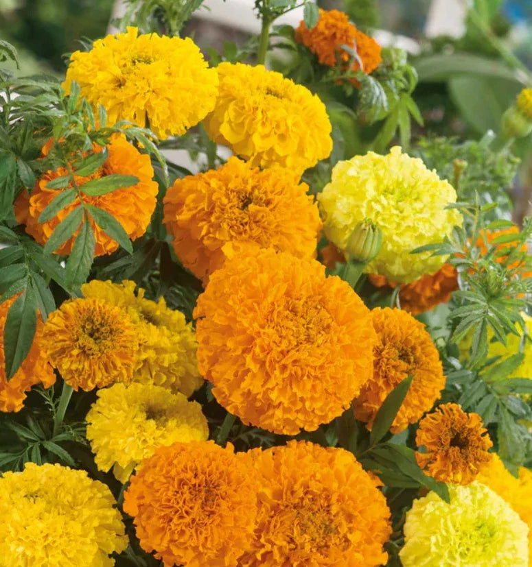 African Marigold Seeds - SUGAR & SPICE Double Variety - Non-GMO, Tagetes erecta, Vibrant Orange & Yellow Blooms, Beneficial Insect Attractant