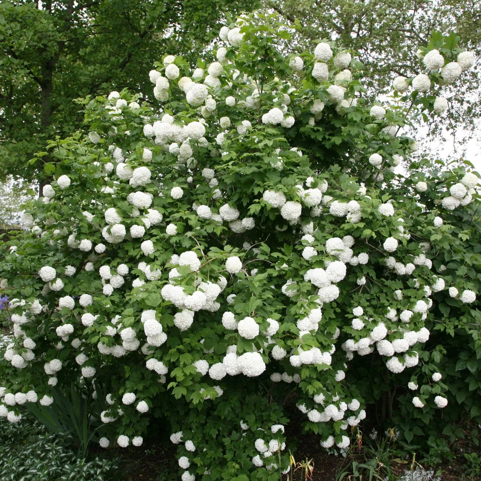 Viburnum opulus Roseum Cuttings | 5 Rooted Plugs | Flowering Shrubs with White Clusters | European Snowball