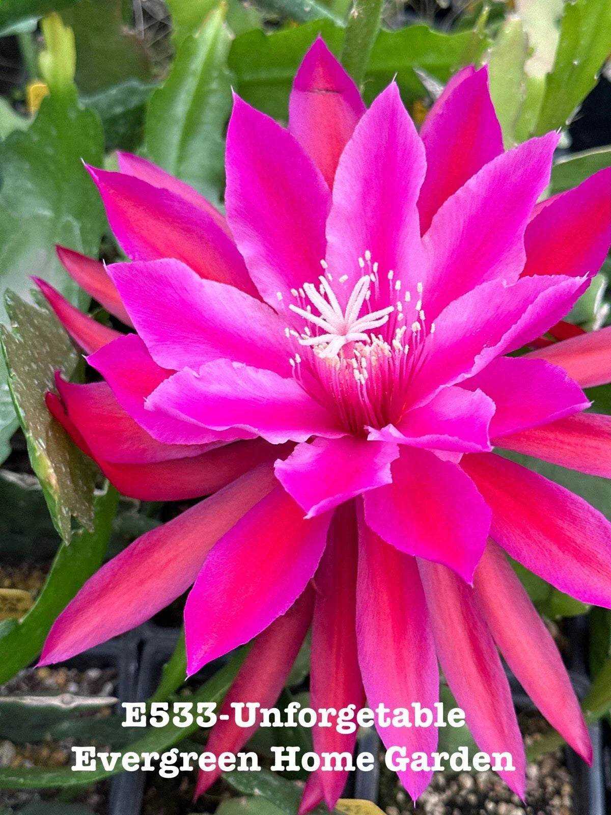 Epiphyllum Orchid Cactus Plant "Unforgettable" in 4" Pot, Indoor Succulent, Epiphyllum oxypetalum, Trailing & Climbing