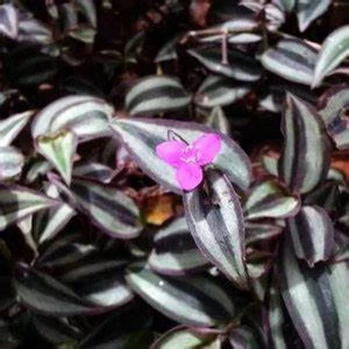 Tradescantia Zebrina Cuttings, 50 Pack, Wandering Jew Houseplant, Purple and Green Foliage, Easy Care Indoor Garden