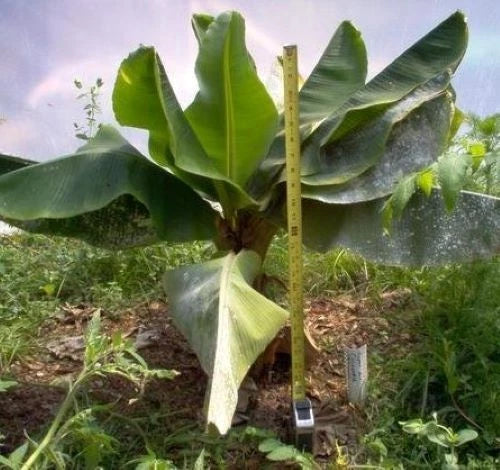 Dwarf Cavendish Banana Tree Plant – Small Rooted Starter in Pot – Musa acuminata Tropical Fruit Plant