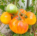 Hawaiian Pineapple Beefsteak Tomato Seeds - Heirloom, Indeterminate, Non-GMO, 30 Seeds for Garden, Container, USA