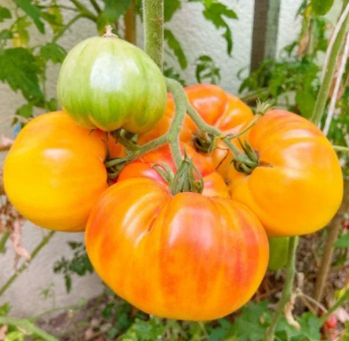 Hawaiian Pineapple Beefsteak Tomato Seeds - Heirloom, Indeterminate, Non-GMO, 30 Seeds for Garden, Container, USA