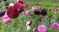 Organic Poppy Seeds - 500 Mixed Colors Breadseed Double Blooms - Papaver somniferum