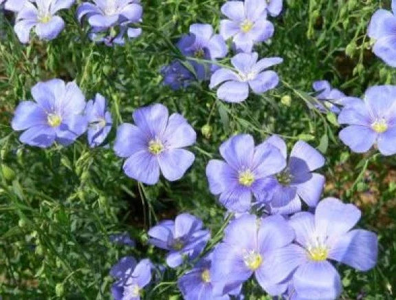 Blue Flax Seeds - 100 Pack, Linum lewisii, Perennial Wildflower, Drought-Tolerant, Easy to Grow, Pollinator Attracting
