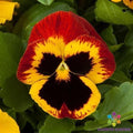 Majestic Giants Fire Blotch Pansy Seeds - Viola tricolor var. hortensis, Vibrant Flower Seeds for Garden Beds & Containers