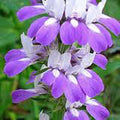 Chinese Houses Seeds - 25+ Collinsia heterophylla Delicate Flower Seeds for Garden & Containers
