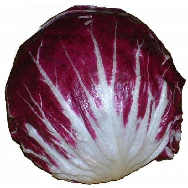 Radicchio Seeds 100 Count Rouge de Verona Organic Vegetable Seeds for Italian Cuisine, Cichorium intybus var. foliosum