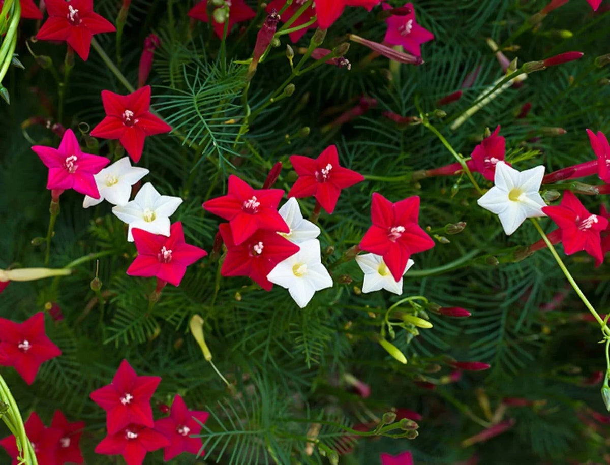 Flowering Cypress Vines Seeds - 50+ Ipomoea quamoclit Climbing Hummingbird Vine for Gardens