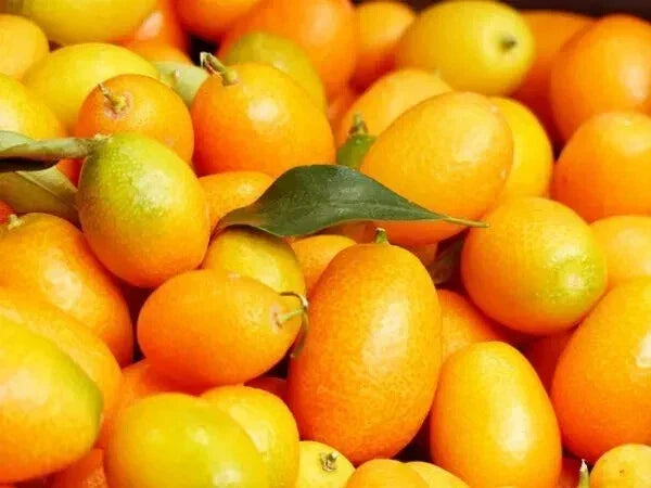 Nagami Kumquat Seeds Pack - Citrus Japonica, Non-GMO, Fresh USA Seller, 12 Seeds for Container Gardening
