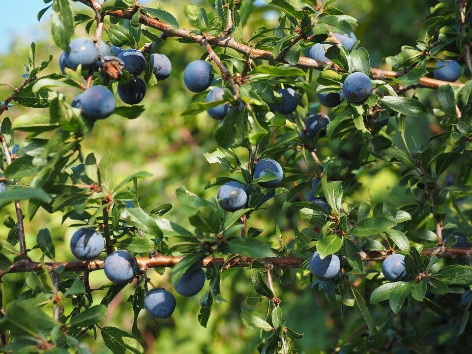 Aurora Blueberry Plant - 1 Quart Bare Root Vaccinium corymbosum Highbush Blueberry for Garden, Edible, Fruit, Berry Plant