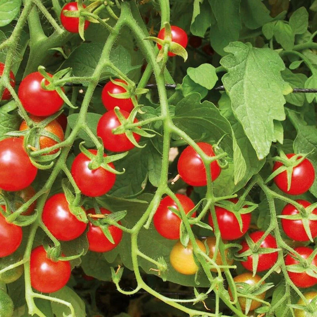 Sweetie Tomato Seeds 100 Pack - Heirloom Cherry Tomato Vegetable Seeds - Indeterminate Solanum lycopersicum
