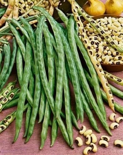 Blackeye Pea Seeds - Heirloom Vigna unguiculata Legumes for Garden, Farm, 15-500 Seeds