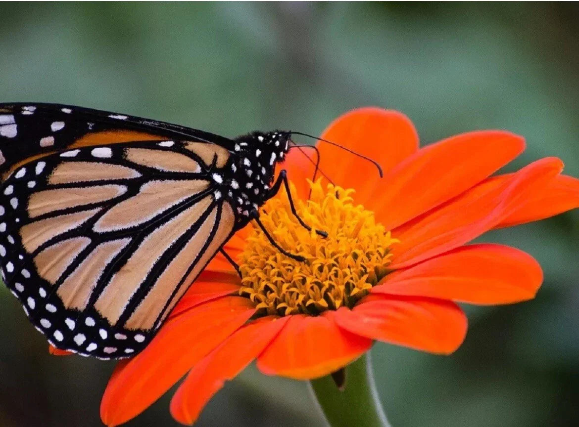 Mexican Torch Sunflower Seeds - 25 Orange Bloom Tithonia rotundifolia Seeds for Pollinators & Cut Flowers