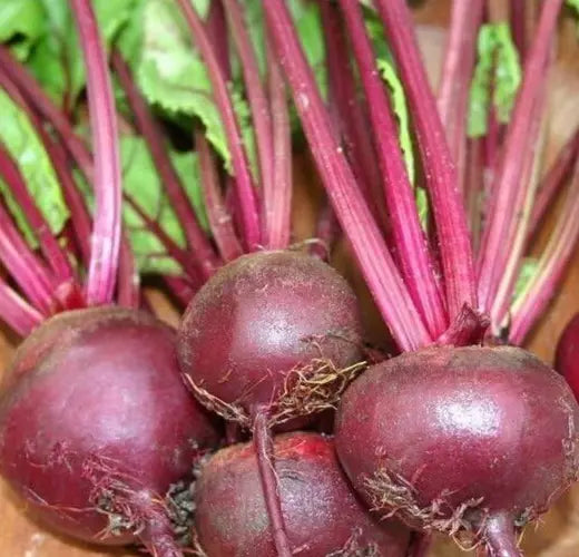 Ruby Queen Beet Seeds – 100+ Packets, Root Vegetable Seeds, Beta vulgaris, Edible Beets for Garden, Survival Gardening Supplies