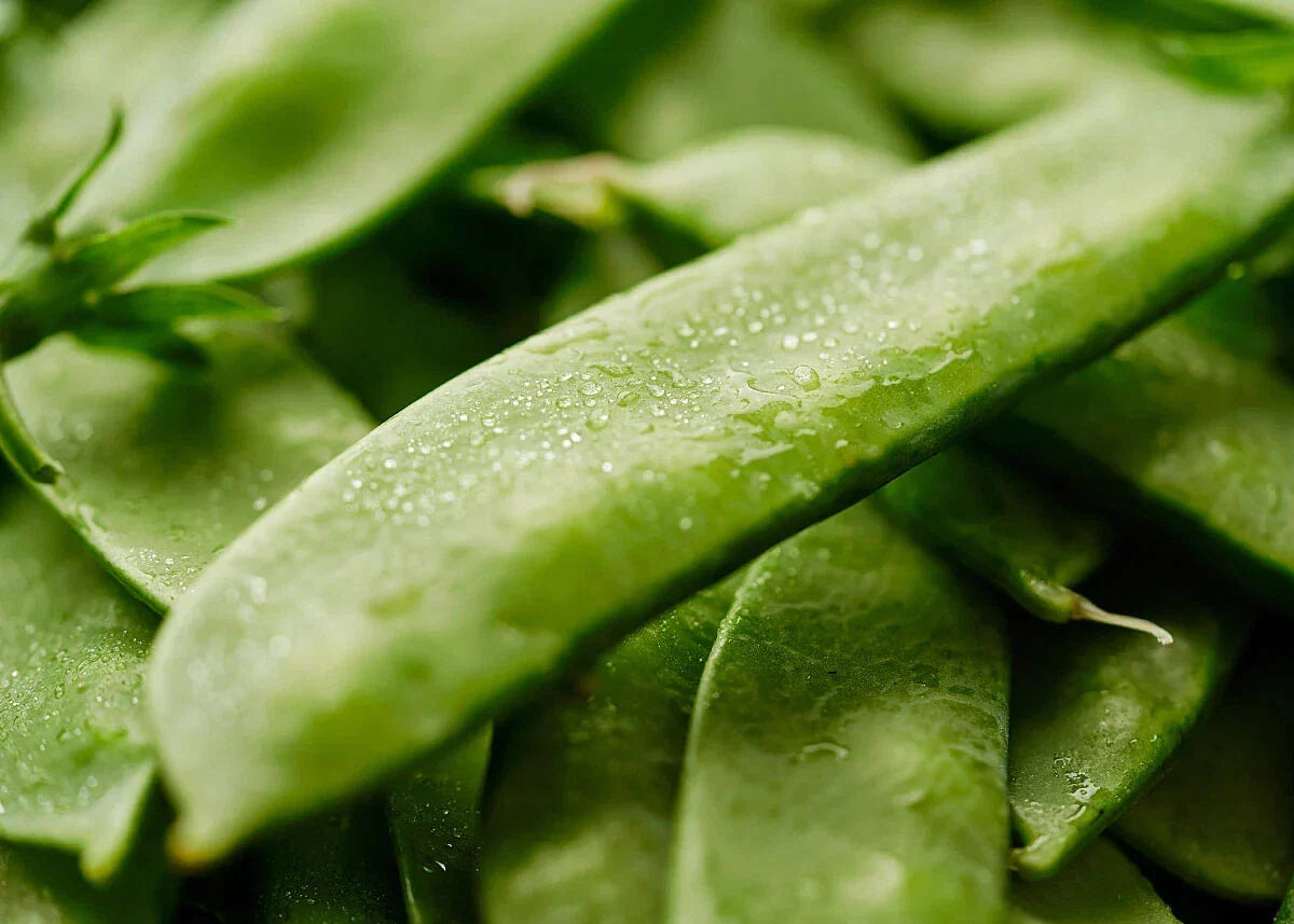 Mammoth Melting Sugar Snow Pea Seeds - Non-GMO Heirloom Pisum sativum Garden Vegetable Seeds