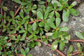 Live Purslane Bare Root Plants - Portulaca sativa, Edible Succulent with High Omega-3, Drought Tolerant, Full Sun, Ground Cover