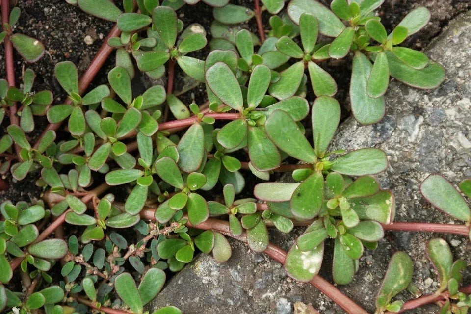 Live Purslane Bare Root Plants - Portulaca sativa, Edible Succulent with High Omega-3, Drought Tolerant, Full Sun, Ground Cover