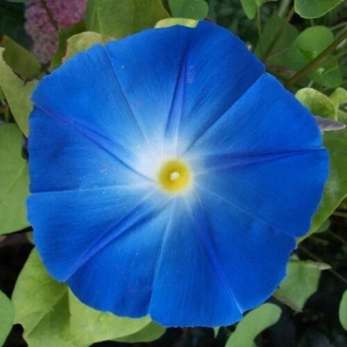 Heavenly Blue Morning Glory Seeds | Climbing Vine with 5" Blue Flowers | Ipomoea tricolor Non-GMO Gardening Supplies