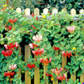 Twin-Berry Honeysuckle Seeds - Red Flower Vine Shrub - Lonicera involucrata - 50+ Seeds for Garden, Pollinator Attractant