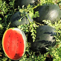 Watermelon Seeds | Black Diamond Variety | Crimson Beauty, 20 Pack | Citrullus lanatus, Juicy Red Flesh