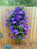 Blue Downy Clematis Seeds - 20 Hybrid Flower Seeds for Climbing Vine, Clematis macropetala, Blue Flowers, Garden, Pollinator-Friendly