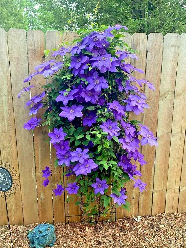 Blue Downy Clematis Seeds - 20 Hybrid Flower Seeds for Climbing Vine, Clematis macropetala, Blue Flowers, Garden, Pollinator-Friendly