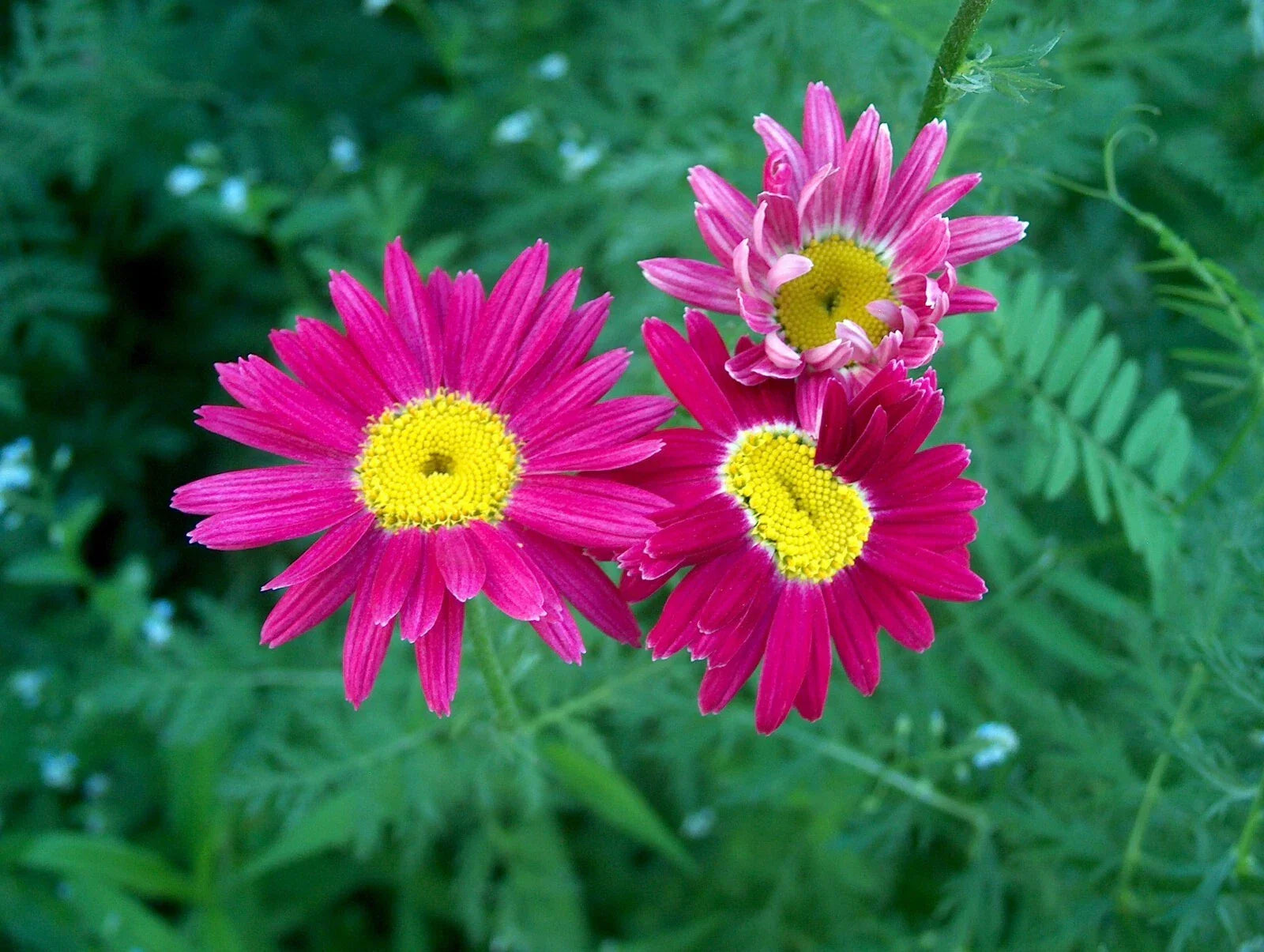 Bright Pink Painted Daisy Seeds - 200+ Pack, Bellis perennis, Perennial Garden Flowers for Borders & Containers, Easy to Grow