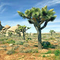 Joshua Tree Seeds - Rare Yucca brevifolia Cacti Succulent Flowering Plant Pack of Seeds