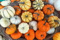 Mini Mix Pumpkin Seeds Pack – Cucurbita pepo, Tiger, White, Jack Be Little, Red Spot, Baby Boo, Decorative & Culinary Seeds