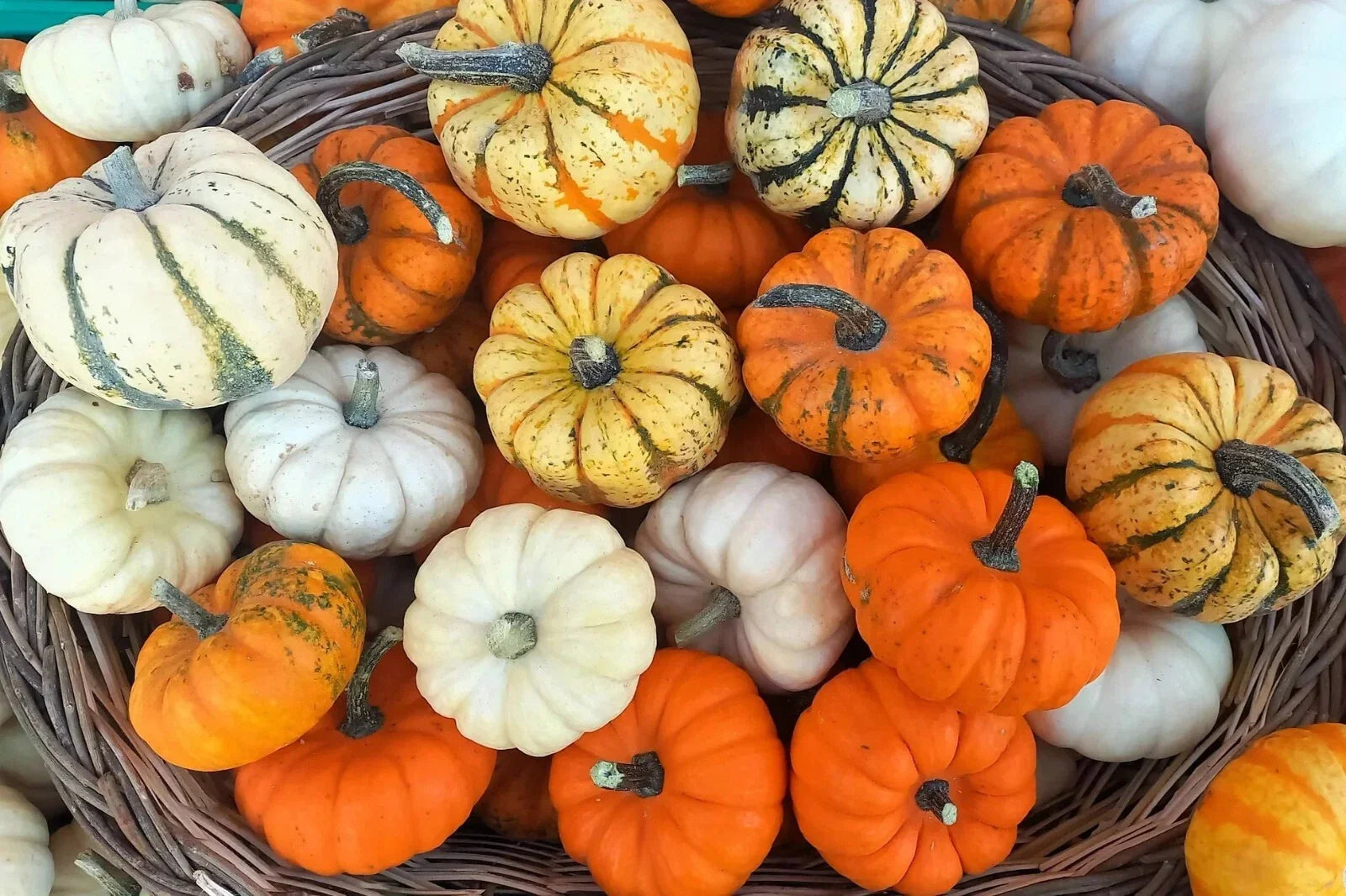 Mini Mix Pumpkin Seeds Pack – Cucurbita pepo, Tiger, White, Jack Be Little, Red Spot, Baby Boo, Decorative & Culinary Seeds