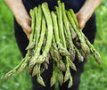 Jersey Giant Asparagus Bare Root Plants - 2 Year Crowns, Edible Vegetable, Asparagus officinalis, High Yield, Perennial Gardening