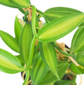 Live Variegated Vanilla Vine Plant – 3–5 Inches Tall – Rare Rooted Vanilla planifolia Climbing Vine for Indoor or Outdoor Growth