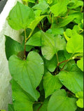 Live Bare Root Fish Mint Plants - Houttuynia Cordata Asian Herb - 10 Pack Diáº¿p CÃ¡