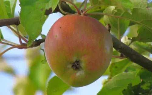Ascahire Apple Seeds Pack – Malus domestica – Non-GMO, Heirloom, High Germination, USA Grown, Garden Planting Seeds