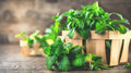 Organic Spearmint & Peppermint Herb Cuttings - Mentha, Culinary & Tea Plants, 10++ Fresh Organic Herbs
