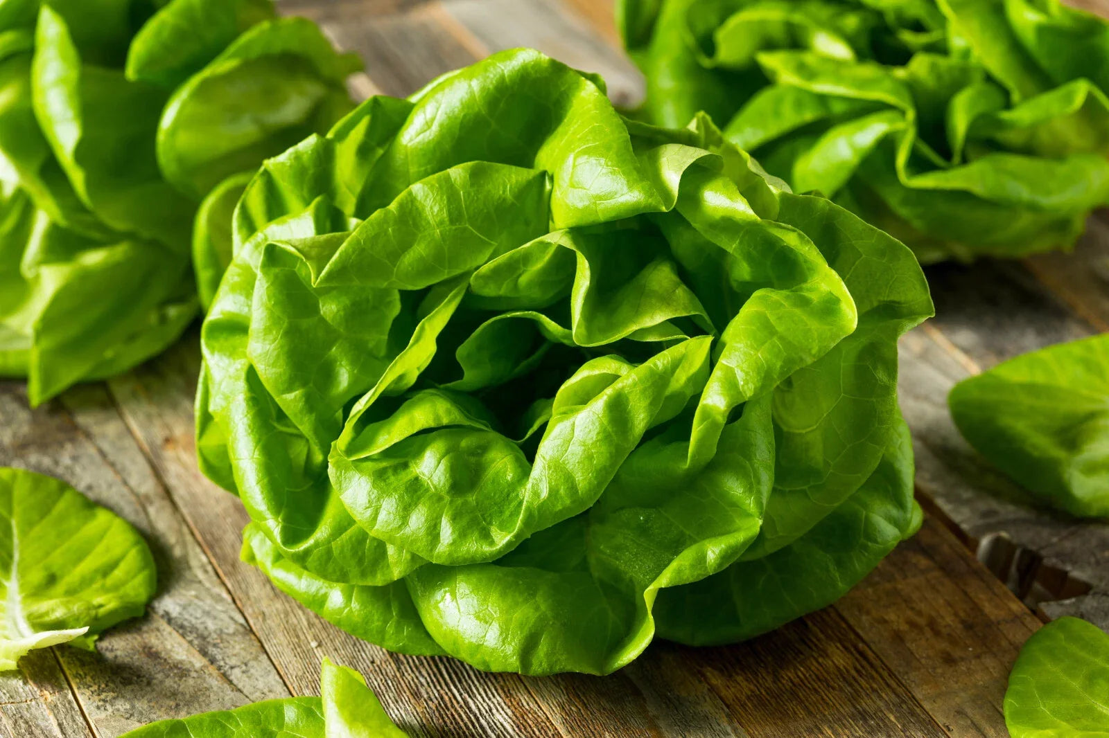 Buttercrunch Lettuce Seeds - Non-GMO Heirloom Lactuca sativa for Salad and Container Gardening, 1100+ Seeds