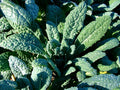 Lacinato Kale Seeds - Organic Heirloom Italian Dinosaur Kale - Non-GMO Brassica oleracea var. palmifolia