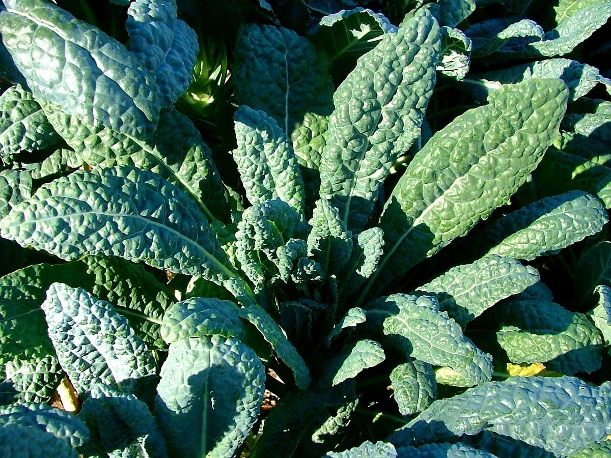 Lacinato Kale Seeds - Organic Heirloom Italian Dinosaur Kale - Non-GMO Brassica oleracea var. palmifolia