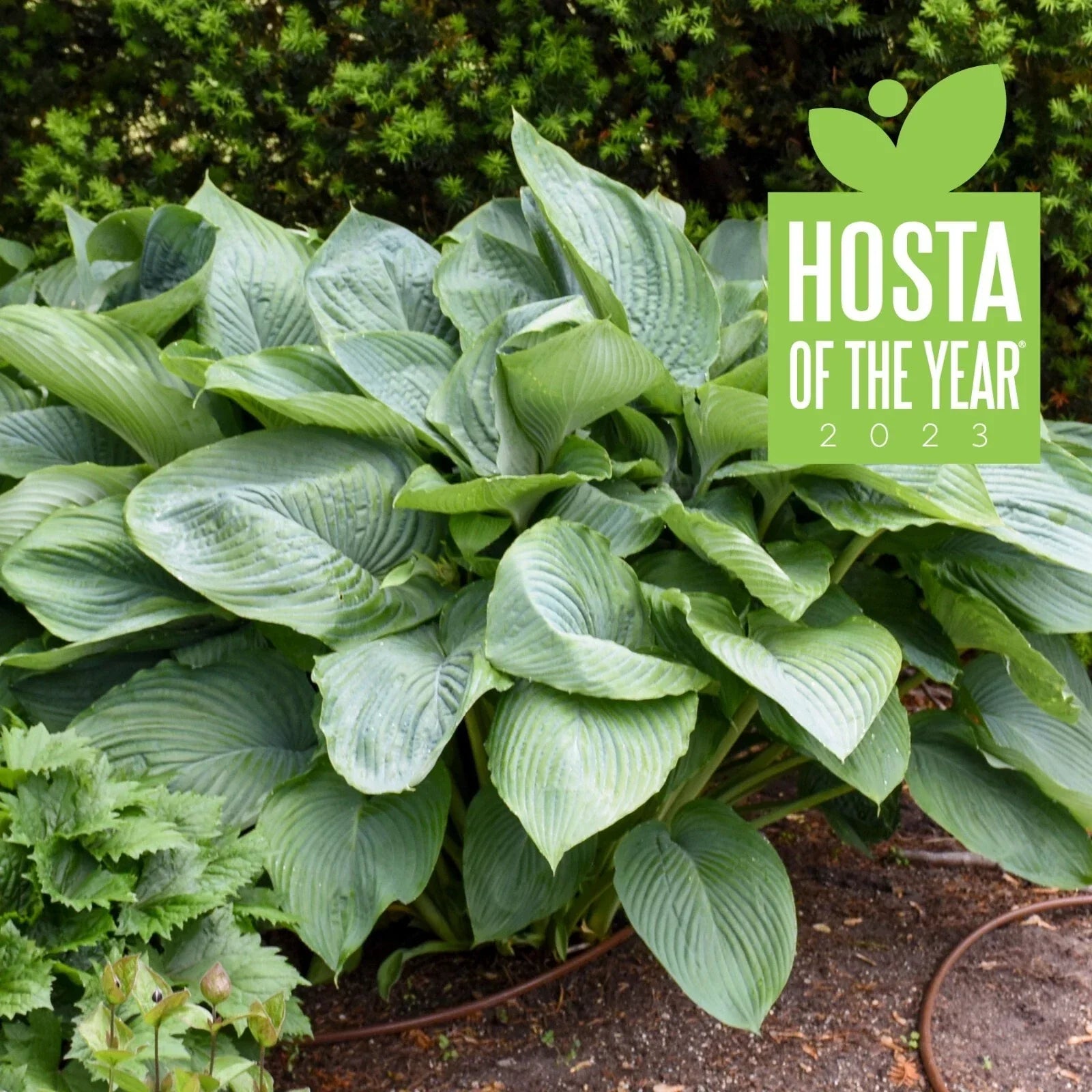 Hosta Empress Wu 5.25" Pot Perennial Shade Plant Proven Winners Hosta of the Year 2023