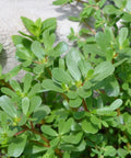 Green Purslane Seeds - Edible Herb, Non-GMO, Heirloom, Portulaca oleracea, 3000+ Seeds for Culinary & Organic Gardening