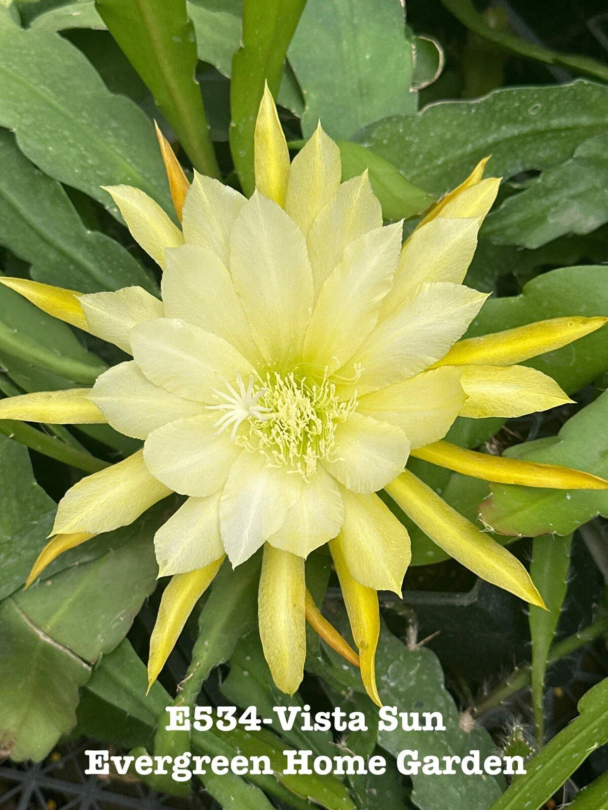 Rooted Epiphyllum Orchid Cactus Plant in 4” Pot, Tropical Houseplant, Succulent, Cacti Collection, Vista Sun