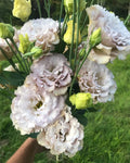 Lisianthus Plug Plant Chateau Blue Eustoma grandiflorum Live Starter Plant with Blue Rose-Like Blooms