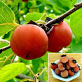 Persimmon Tree Seeds - Sugar Plum Variety - Diospyros Virginiana - Cold Hardy Fruit Plant for Home Garden